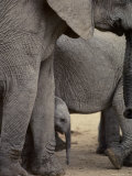 Adult Elephants with a Juvenile