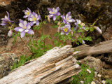 Colorado Columbines Blooming in Early July at 10 000 Feet