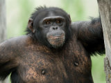 Chimpanzee at the Sunset Zoo in Manhattan  Kansas