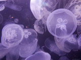Close View of Jellyfish at the Pittsburgh Zoo
