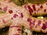 Closeup Detail of a Sea Star  Malapascua Island  Philippines
