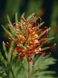 Closeup of the Grevillea Flower  Petal  Stamen and Pistal  Jamieson  Australia