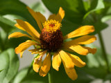 Close Up of a Giant Zinnia Flower  Elkhorn  Nebraska