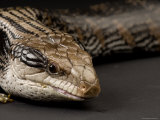 Blue-Tongued Skink at the Sunset Zoo  Kansas