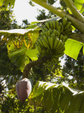 Bunch of Bananas Hanging from Banana Tree  Belize