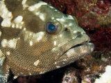 Closeup of a Marbled Grouper  Takapoto Atoll  French Polynesia