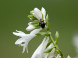 Bumblebee on a Hosta Flower on the Grounds of the Sunset Zoo  Kansas