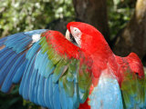 Colorful Macaw