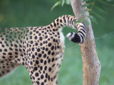 Cheetahs at the Sunset Zoo in Manhattan  Kansas