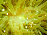Close View of a Sea Anemone  Malapascua Island  Philippines
