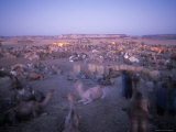 Camels Bed Down at an Oasis Where Salt is Harvested and Bought