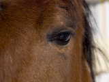 Closeup of a Horse's Eye