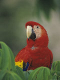 Closeup of a Macaw