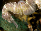 Closeup of a Spotted Seahorse  Malapascua Island  Philippines