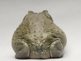 Colorado River Toad  Sedgwick County Zoo  Kansas