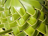 Closeup of a Woven Hat  Takapoto Atoll  French Polynesia