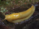 Banana Slug is Moving Accross a Rotted Log  California