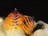 Christmas Tree Worm  Spirobranchus Giganteus  Lau islands  Fiji