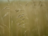 Brome Grass  An Invasive Species  at Spring Creek Prairie
