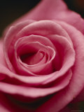 Closeup of a Charles Degaulle Rose Flower and Petals  Jamieson  Australia