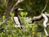 Brown Booby at a Mangrove Island Rookery  Belize