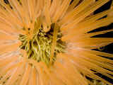 Closeup of a Tube Anemone  Malapascua Island  Philippines