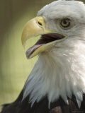 Bald Eagle from the Sedgwick County Zoo  Kansas