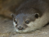 Asian Small-Clawed Otters at the Sunset Zoo