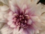 Close Up of a Chrysanthemum Flower  Elkhorn  Nebraska