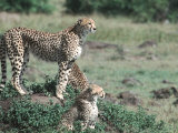 Cheetah and Her Cubs Standing on a Small Hill  Kenya