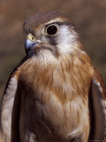 Australian Kestrel Head  Sharp Beak and Eye