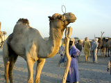 Camel Market  Niger