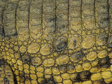 Close-Up of the Patterns on Crocodile  South Africa
