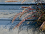 Close View of the Flowers of Ornamental Grass against a Blue Wall  Stonington  Connecticut