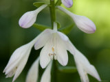 Close Up of a Hosta Flower  Elkhorn  Nebraska