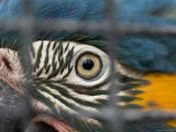 Blue-Throated Macaw  Sedgwick County Zoo  Kansas