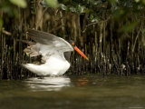 American Oystercatcher with Mangrove Trees  Tampa Bay  Florida