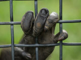 Chimpanzee Holds Onto the Bars of its Cage  Sunset Zoo  Kansas