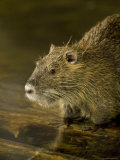 Beaver from the Omaha Zoo  Nebraska