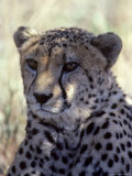 Closeup of a Cheetah  South Africa