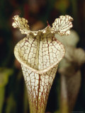 Carnivorous Trumpet Pitcher Plant  Sarracenia Luecophylla Hybrid  Australia