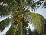 Close-Up of Coconuts on Coconut Palm Tree  Ambergris Caye  Belize