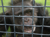 Chimpanzee  Blind in One Eye  at the Sunset Zoo  Kansas