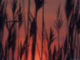 Closeup Silhouette of Grains against a Rising Sun