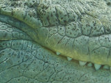 Close-Up of a Saltwater Estuarine Crocodile's Scales  Jaw and Teeth  Australia