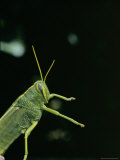 Closeup of a Grasshopper