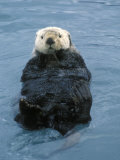 Closeup of a Sea Otter  Alaska