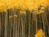 Aspen Trees in Fall Colors in Sw Colorado