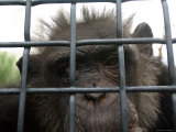 Chimpanzee at the Sunset Zoo  Kansas