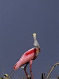 Closeup of a Roseate Spoonbill  Mexico
